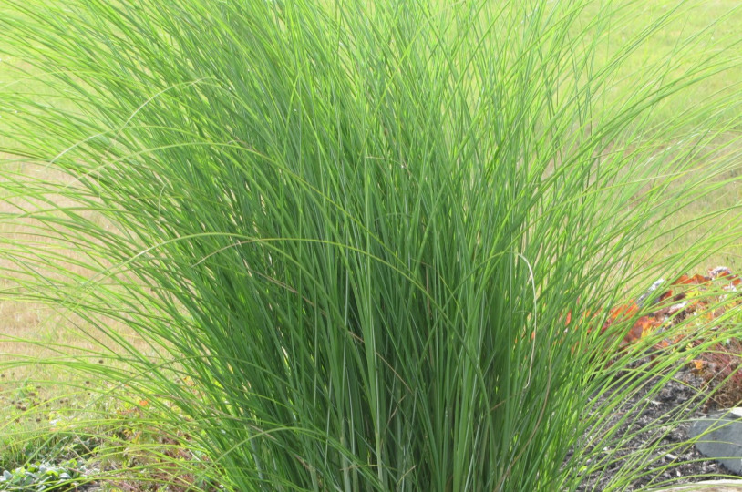 deodorant bottle skincare minimalist product